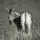 Illustration for article titled Photo Safari: Zebras